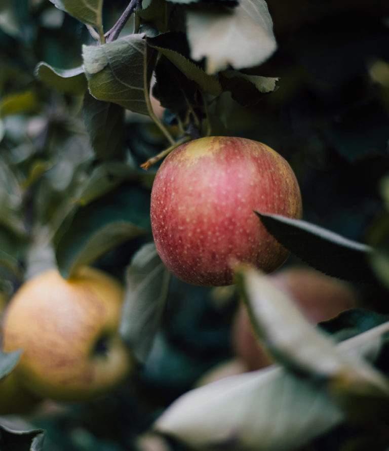 Rolloff Dumpster Rental Charlottesville Cville Dumpster Rentals